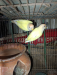 Crimino red eyes love birds pair